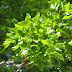 Arce de Montpellier (Acer monspessulanum)