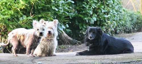 [My Dogs on Flickr[4].jpg]