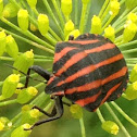 Minstrel bug, Italian striped-bug