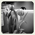 Tulips in the office 1