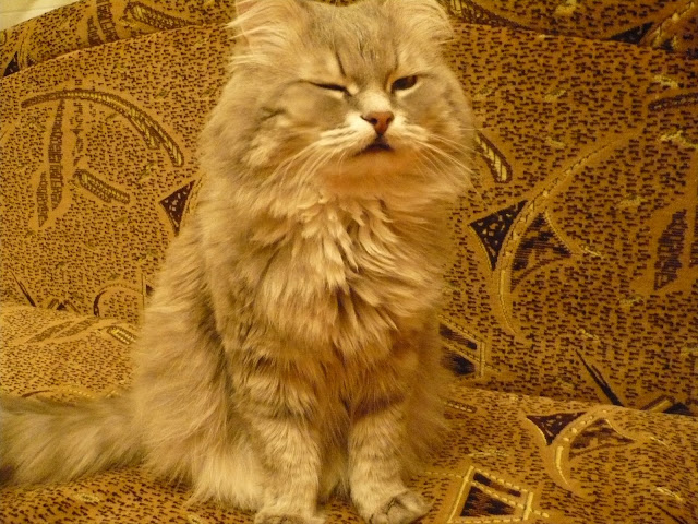 Кошачье-поздравительное. 