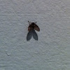Moth fly