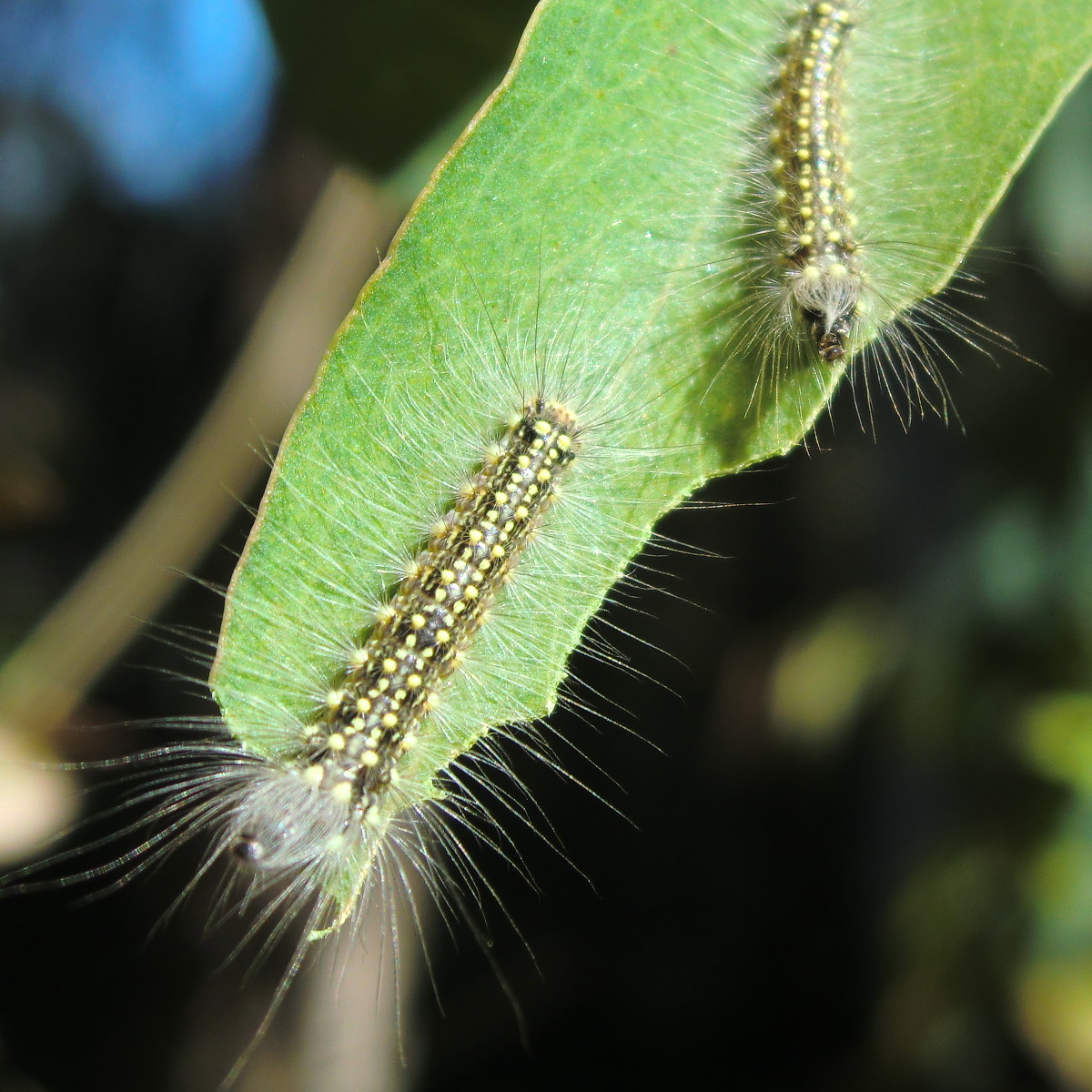 Hatted caterpillars