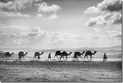 Camel caravan on Mt of Olives, mat14759