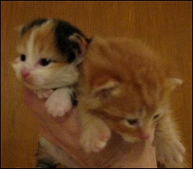 kitties in hand
