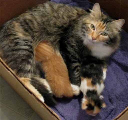 [miss kitty & babies[7].jpg]