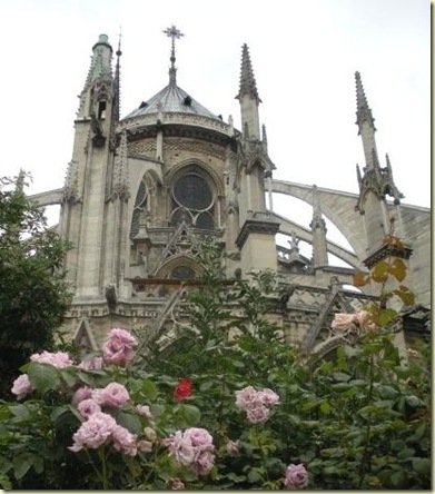 Notre Dame back roses (2)