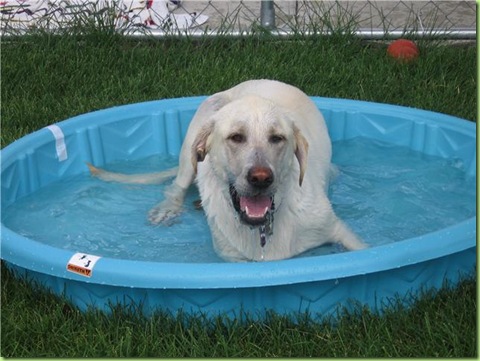 Izzy in pool
