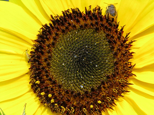[Sunflower 009[3].jpg]