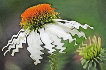 white coneflower zigzag