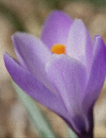 crocus cropped stained glass