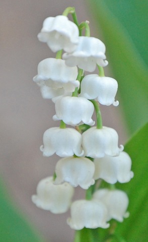[lily of the valley[14].jpg]