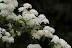 IMGP2449.jpg