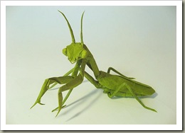 Praying-Mantis