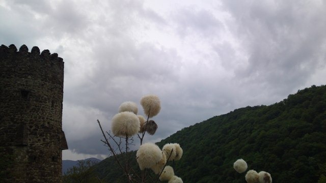 [Georgian cotton bud tree[2].jpg]