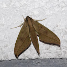 Anubus sphinx moth