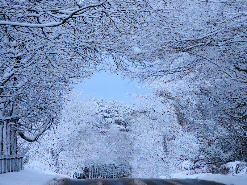 Snow%20Trees.jpg