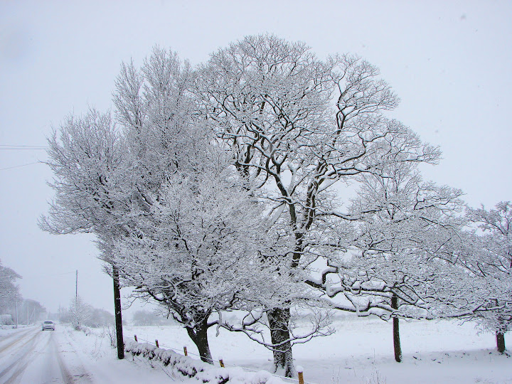 Snow%20616.JPG