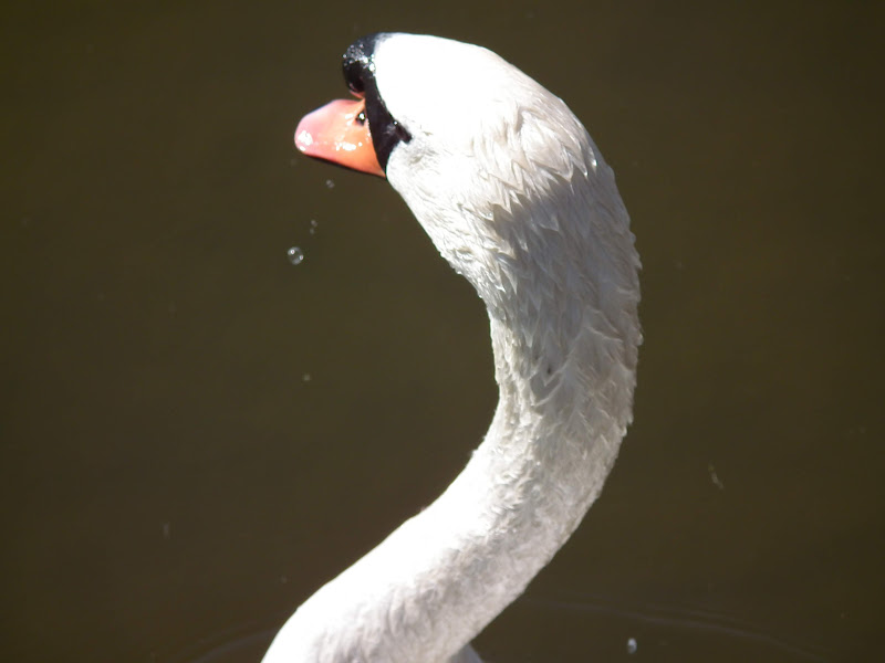 Swan%20and%20Drop%20of%20Water%20430.JPG