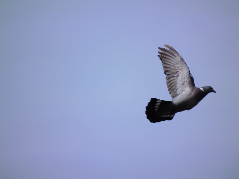Wood%20Pigeon%20in%20Flight%20639.jpg