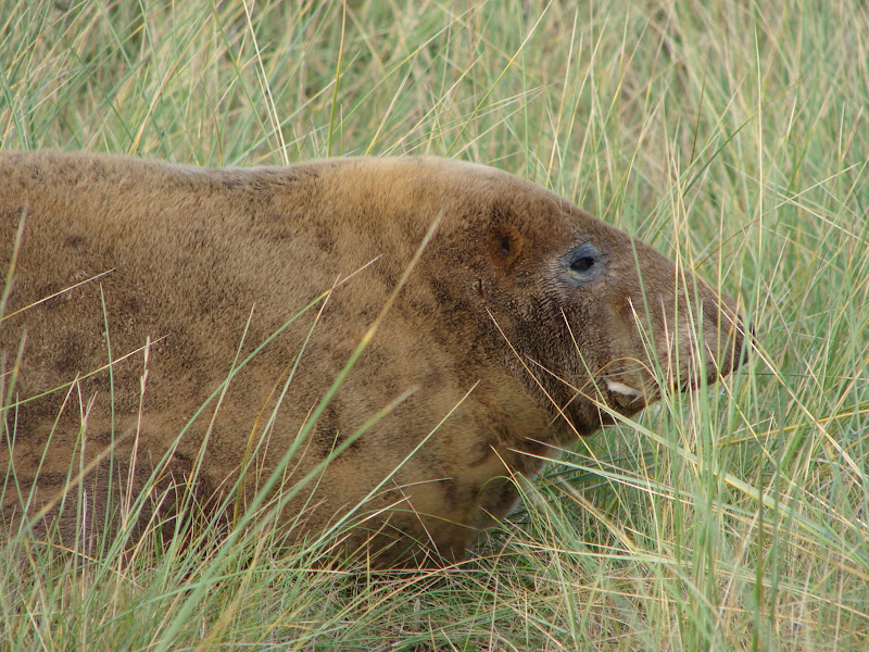 Grey%20Seals%20%2075.JPG