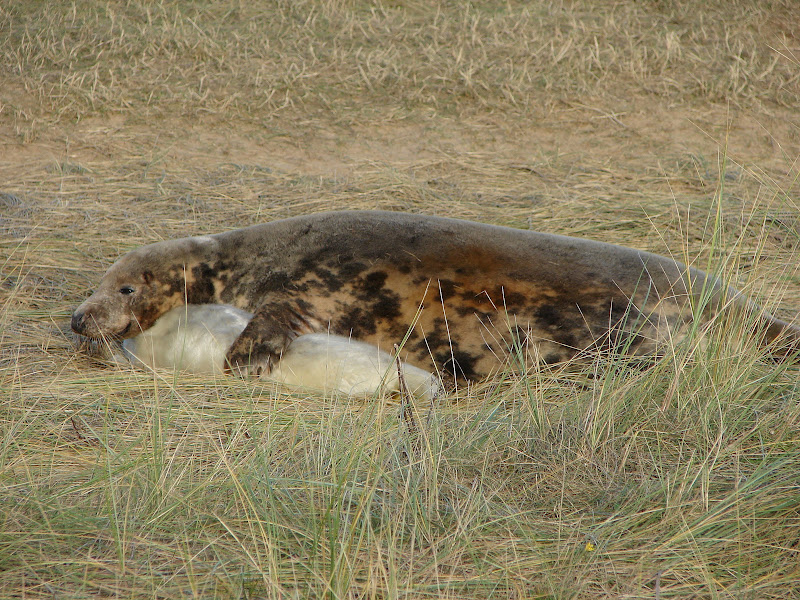 Grey%20Seals%20%2068.JPG