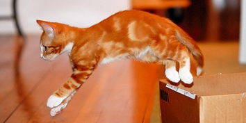 [Fotografia - Dicas baixaki 1.png]