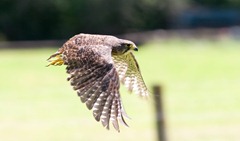 NZ_Falcon1
