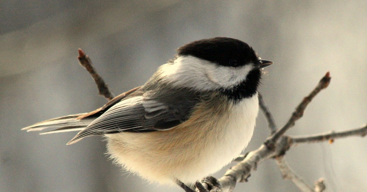 Northern Michigan Experience: Lovely Chickadee