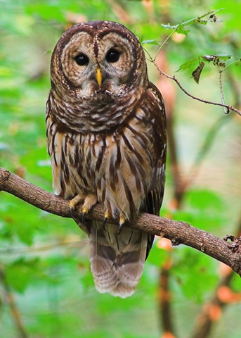 [barred-owl[3].jpg]