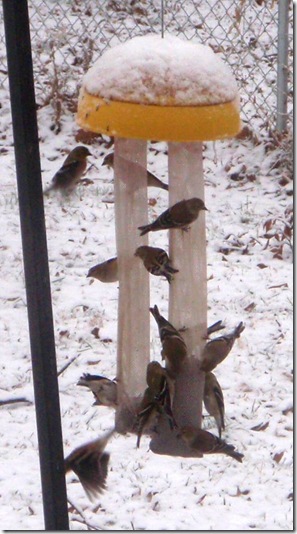 finches