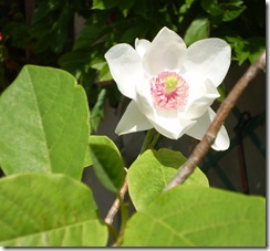 magnolia 004
