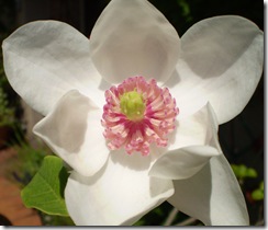 magnolia 005