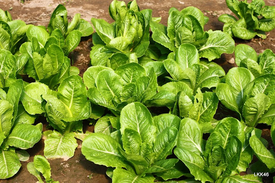 已开始享用的萝蔓生菜