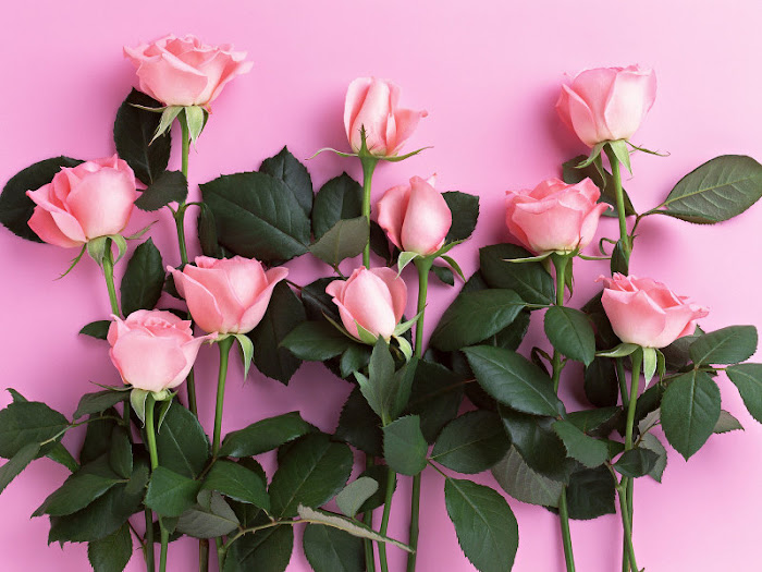 Beautiful-Flowers-218-A5AJ3XIIKM-800x600