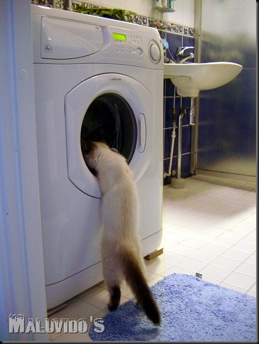 Cat_investigates_washing_machine_2003-07-03