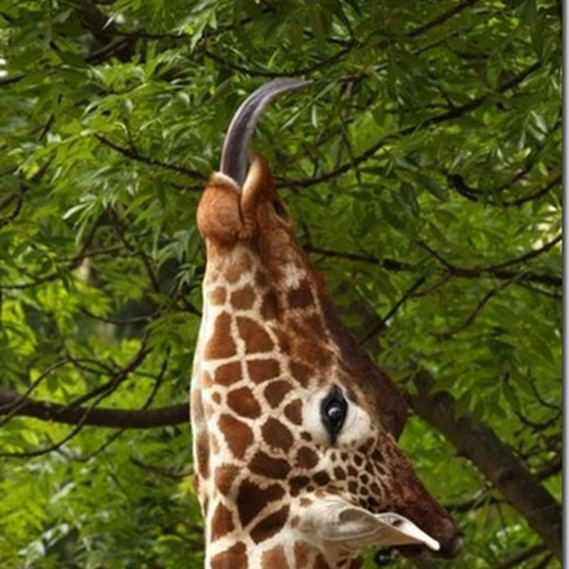 Fotos bonitas de jirafas