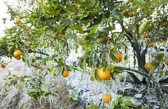 frost_in_florida_17