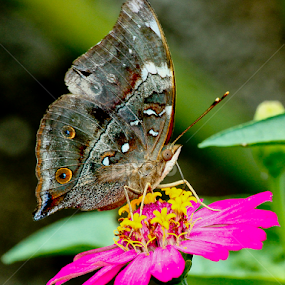 by Ronald Wahyudi - Animals Insects & Spiders