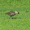 Nene (Hawaiian Goose)