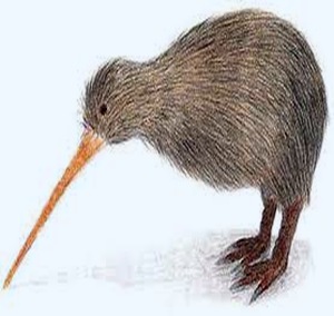 Kiwi-newzealand-bird