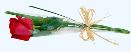 rosavmsol500x200.jpg