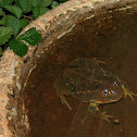 Giant African Bullfrog