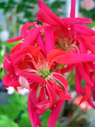 [Pelargoner okt 09 038[3].jpg]