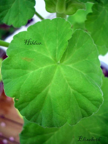 [Pelargoner okt 09 058[3].jpg]