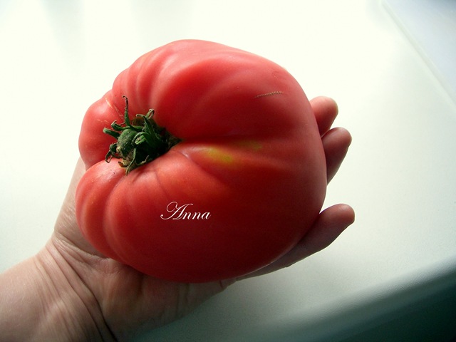[Tomater 009[3].jpg]