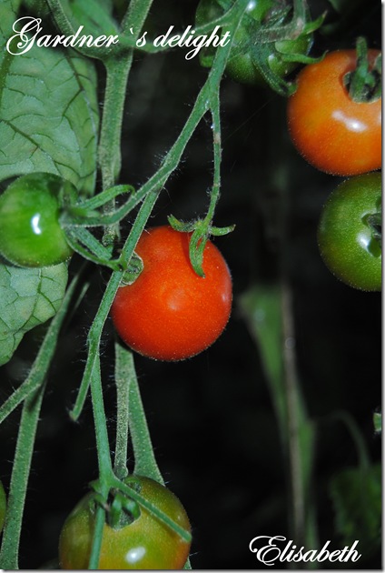 Tomater og edderkopp 026