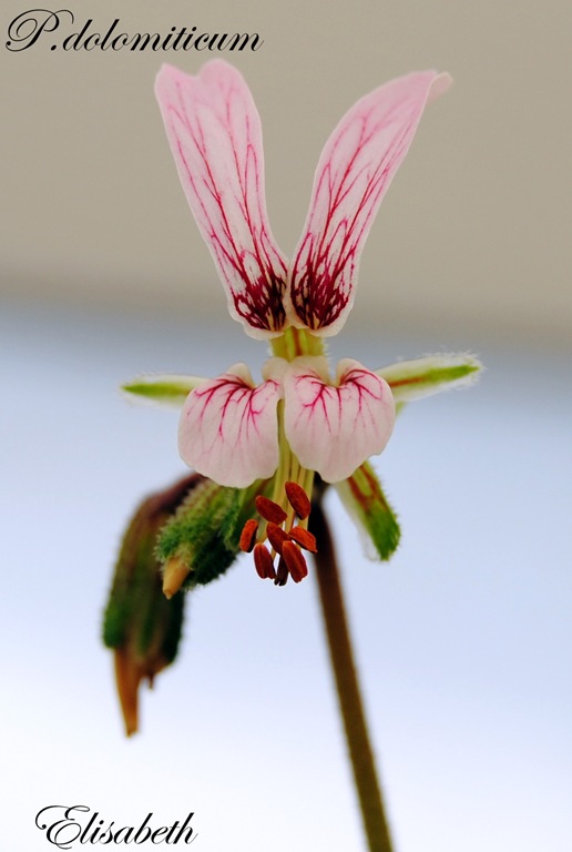 [Pelargoner juli og aug-10 010[4].jpg]