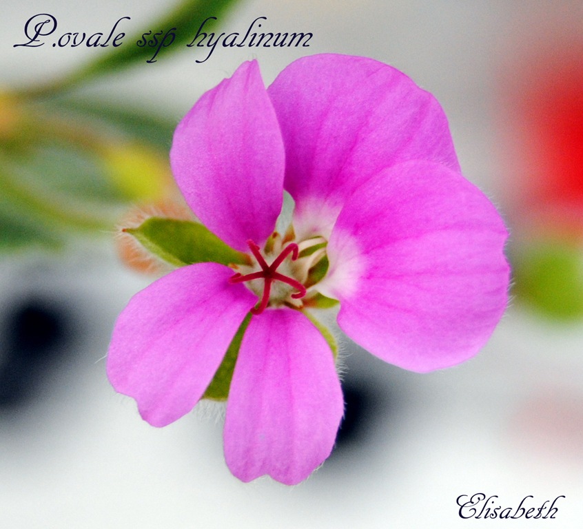 [Pelargonium april -11 025[4].jpg]