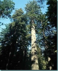The-tallest-tree
